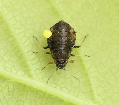 Periphyllus testudinaceus