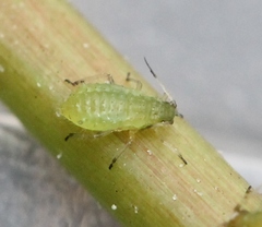 Periphyllus testudinaceus