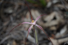 Caladenia polychroma