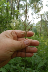 Calamagrostis purpurea