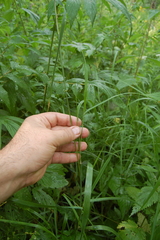 Calamagrostis purpurea