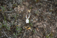 Stylidium petiolare