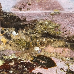 Lepidoblennius haplodactylus