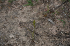 Prasophyllum gracile