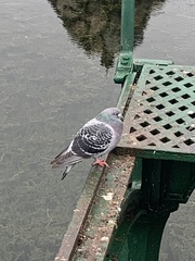 Columba livia domestica