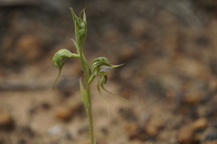 Pterostylis ciliata