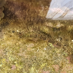 Lepidoblennius haplodactylus
