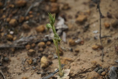 Pterostylis ciliata