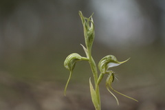 Pterostylis ciliata
