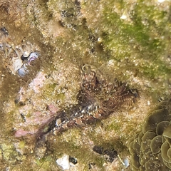Lepidoblennius haplodactylus