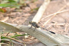 Orthetrum sabina