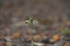 Pterostylis ciliata
