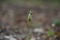 Pterostylis ciliata