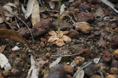 Pterostylis ciliata