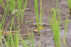 Eutropis multifasciata