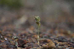 Pterostylis ciliata
