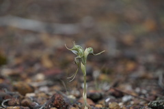 Pterostylis ciliata