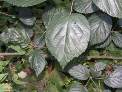 Rubus macrophyllus