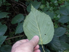 Rubus macrophyllus