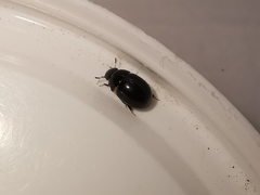 Coelostoma orbiculare