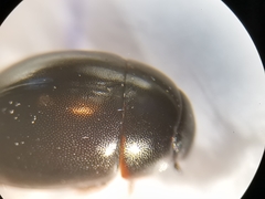 Coelostoma orbiculare