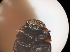 Coelostoma orbiculare