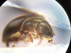 Coelostoma orbiculare