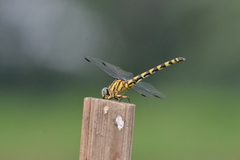 Paragomphus reinwardtii
