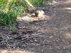 Potorous tridactylus