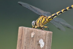 Paragomphus reinwardtii