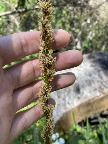 Carex appressa (Carex appressa)
