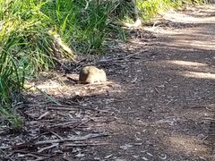 Potorous tridactylus