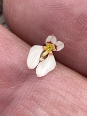 Levenhookia pauciflora