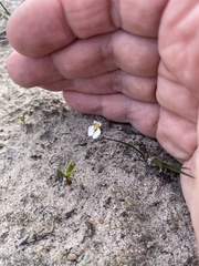 Levenhookia pauciflora