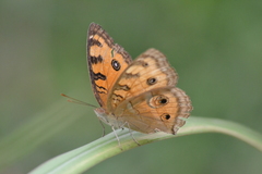 Junonia almana
