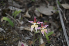 Caladenia × spectabilis