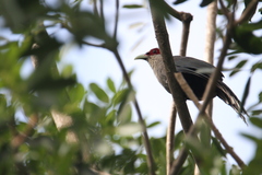 Phaenicophaeus tristis