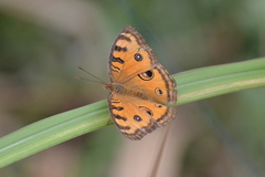 Junonia almana