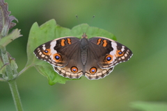 Junonia orithya