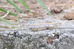 Eutropis multifasciata