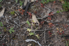 Caladenia barbarossa
