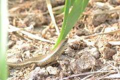 Eutropis multifasciata
