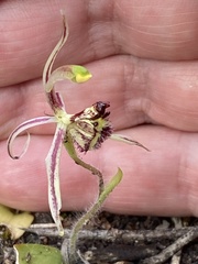 Caladenia barbarossa