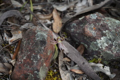 Caladenia barbarossa