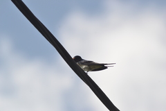 Hirundo tahitica