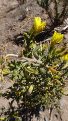 Melolobium candicans