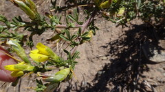 Melolobium candicans