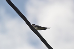 Hirundo tahitica
