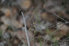 Caladenia barbarossa