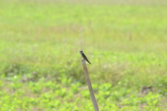 Hirundo tahitica